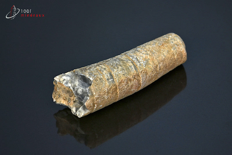 Fossile d'orthocéras du Maroc hors gangue