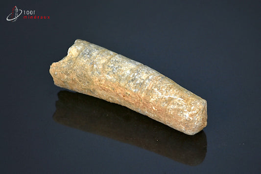 Fossile d'orthocéras du Maroc hors gangue