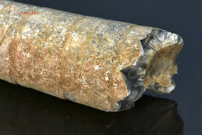 Fossile d'orthocéras du Maroc hors gangue