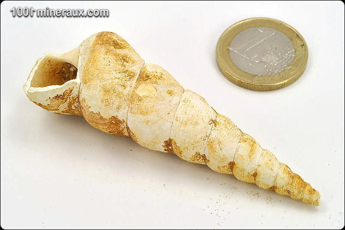 Coquillage fossile de turritelle de France