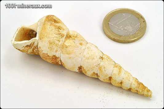 Coquillage fossile de turritelle de France