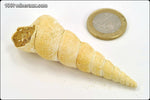Turritelle - France - Fossiles 7.2 cm / 19g / AF870 - Vignette | 1001 minéraux