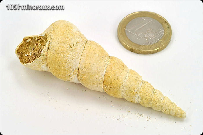 Coquillage fossile de turritelle de France