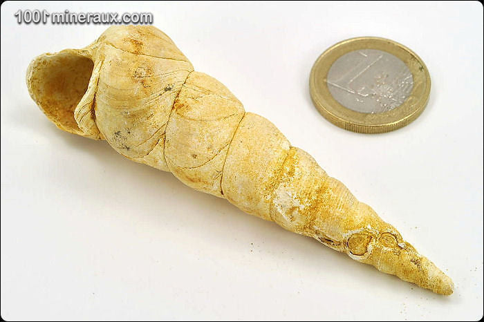 Coquillage fossile de turritelle de France