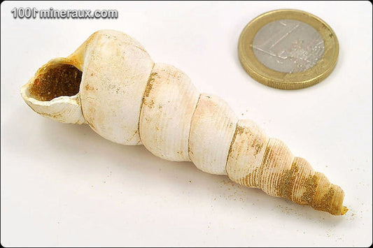 Coquillage fossile de turritelle de France