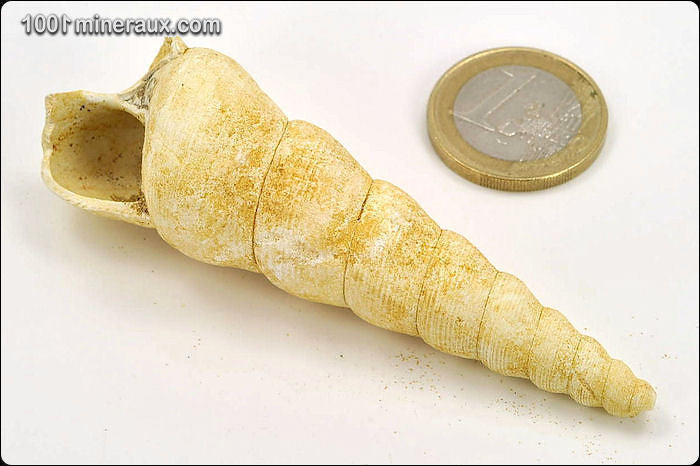 Coquillage fossile de turritelle de France