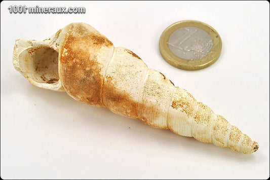 Coquillage fossile de turritelle de France