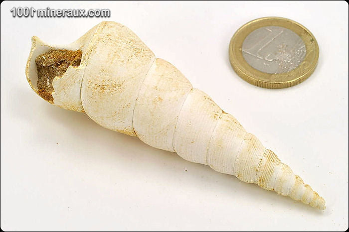 Coquillage fossile de turritelle de France