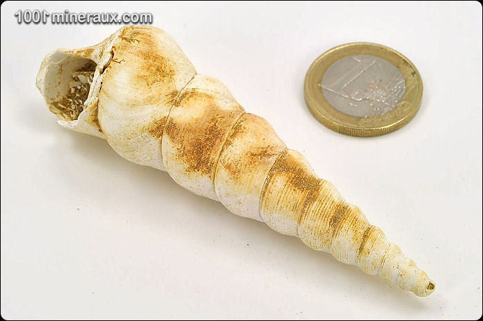 Coquillage fossile de turritelle de France