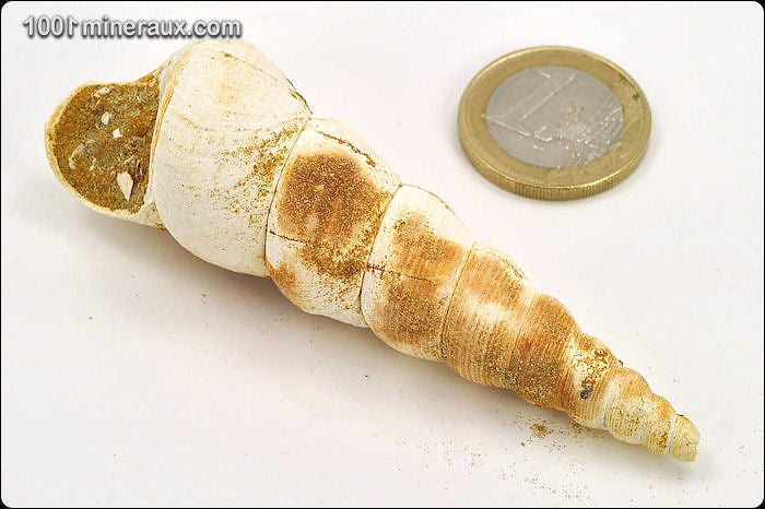 Coquillage fossile de turritelle de France