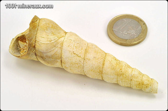 Coquillage fossile de turritelle de France