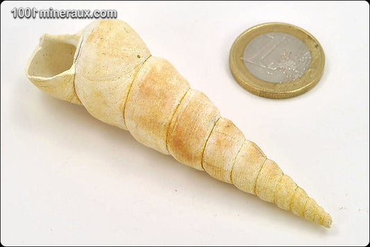 Coquillage fossile de turritelle de France