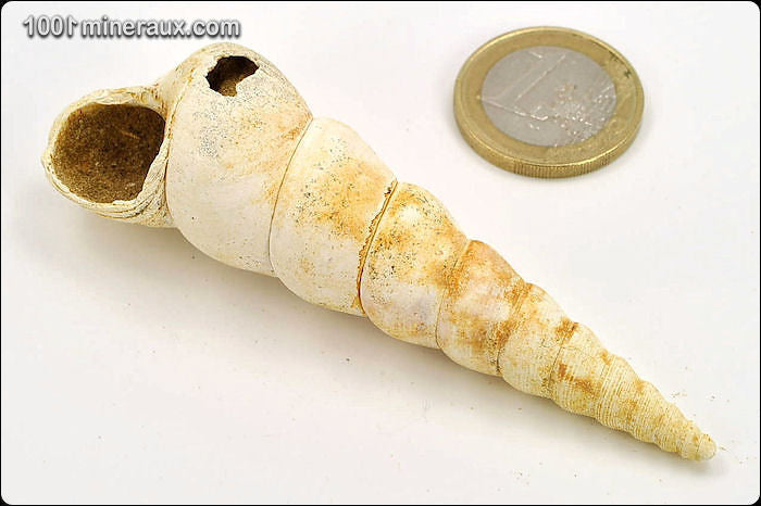 Coquillage fossile de turritelle de France