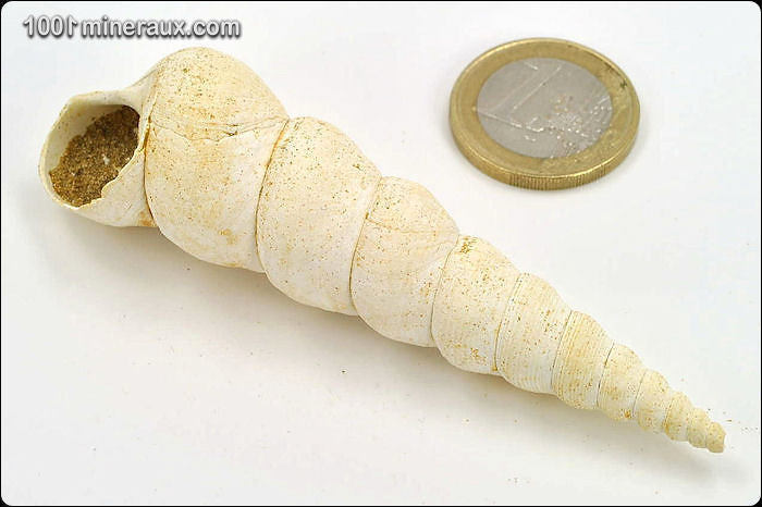 Coquillage fossile de turritelle de France