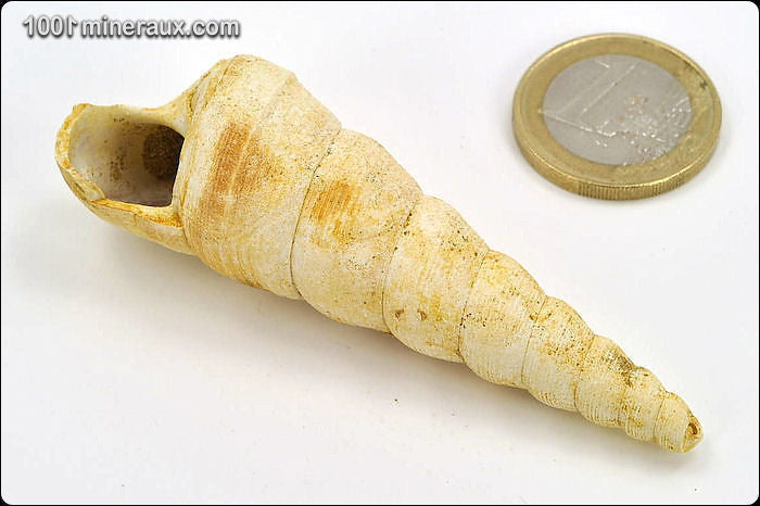 Coquillage fossile de turritelle de France
