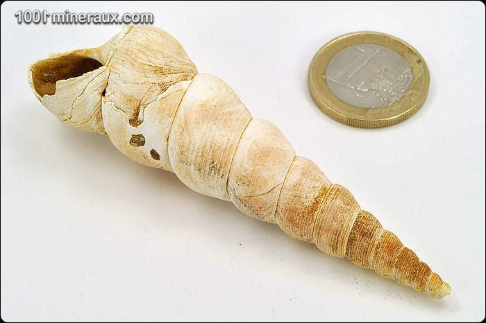 Coquillage fossile de turritelle de France