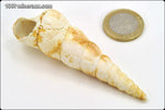 Turritelle - France - Fossiles 7.7 cm / 14g / AF895 - Vignette | 1001 minéraux