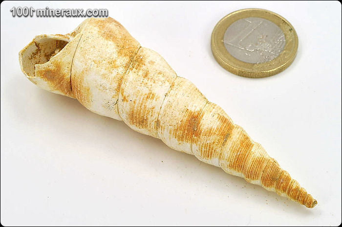 Coquillage fossile de turritelle de France