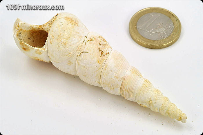 Coquillage fossile de turritelle de France