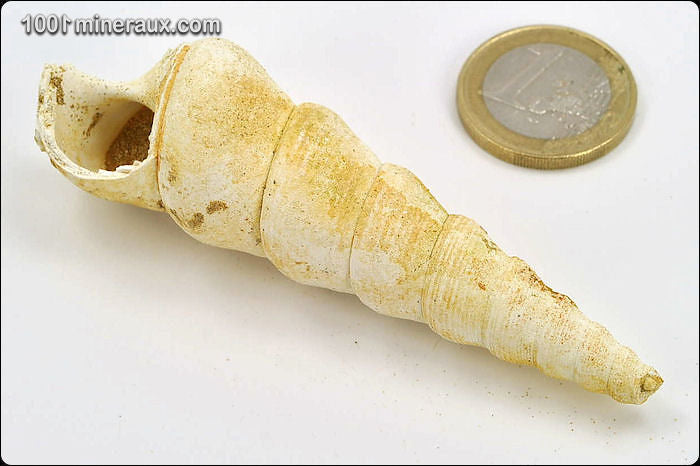 Coquillage fossile de turritelle de France