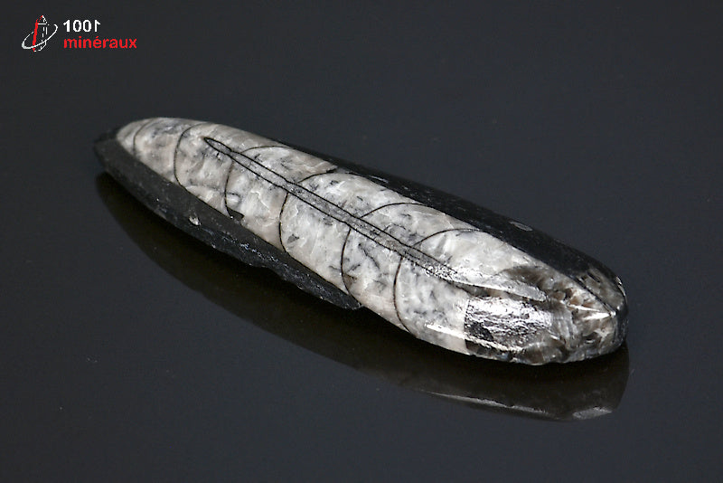 Fossile d'orthocéras poli noir du Maroc