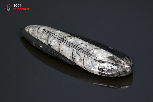 Fossile d'orthocéras poli noir du Maroc