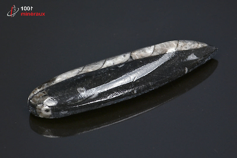 Fossile d'orthocéras poli noir du Maroc