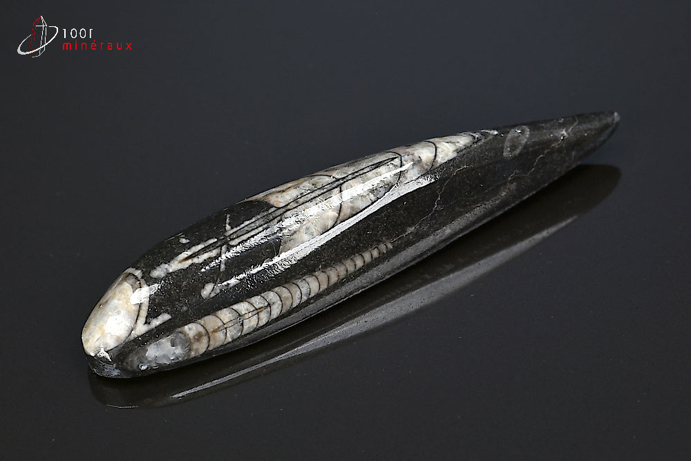 Orthocéras fossile poli noir du Maroc