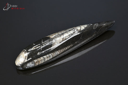 Orthocéras fossile poli noir du Maroc