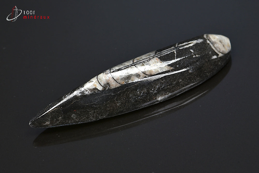 Orthocéras fossile poli noir du Maroc