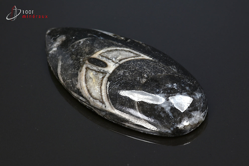 Orthocéras fossile poli noir du Maroc