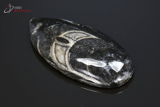 Orthocéras fossile poli noir du Maroc