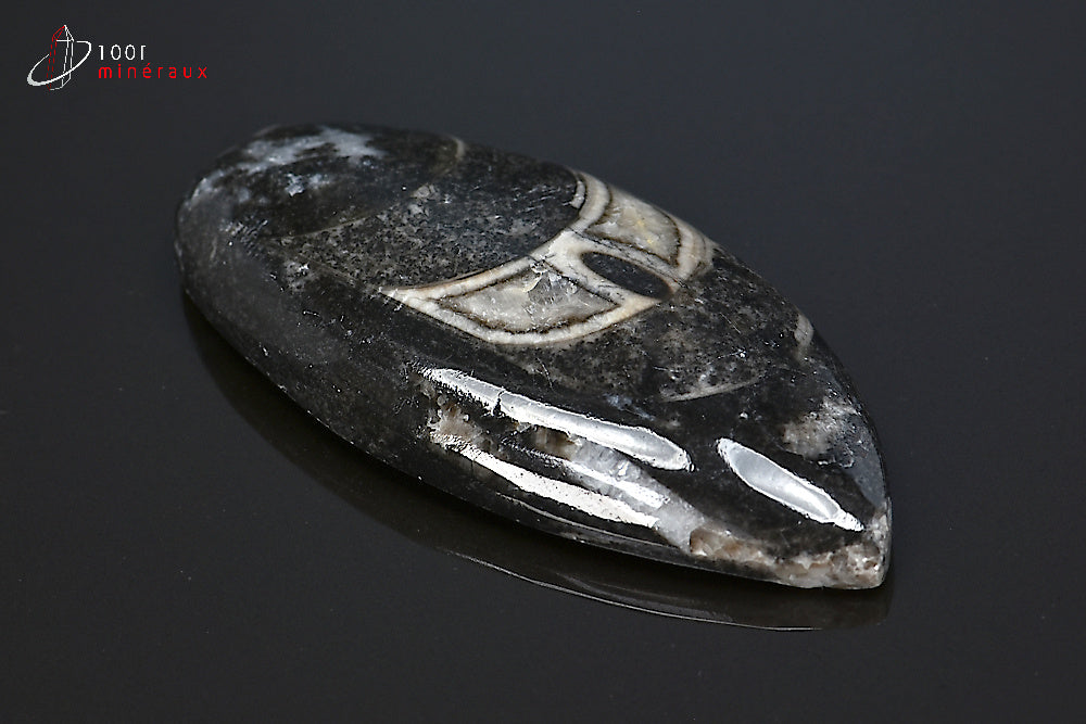 Orthocéras fossile poli noir du Maroc