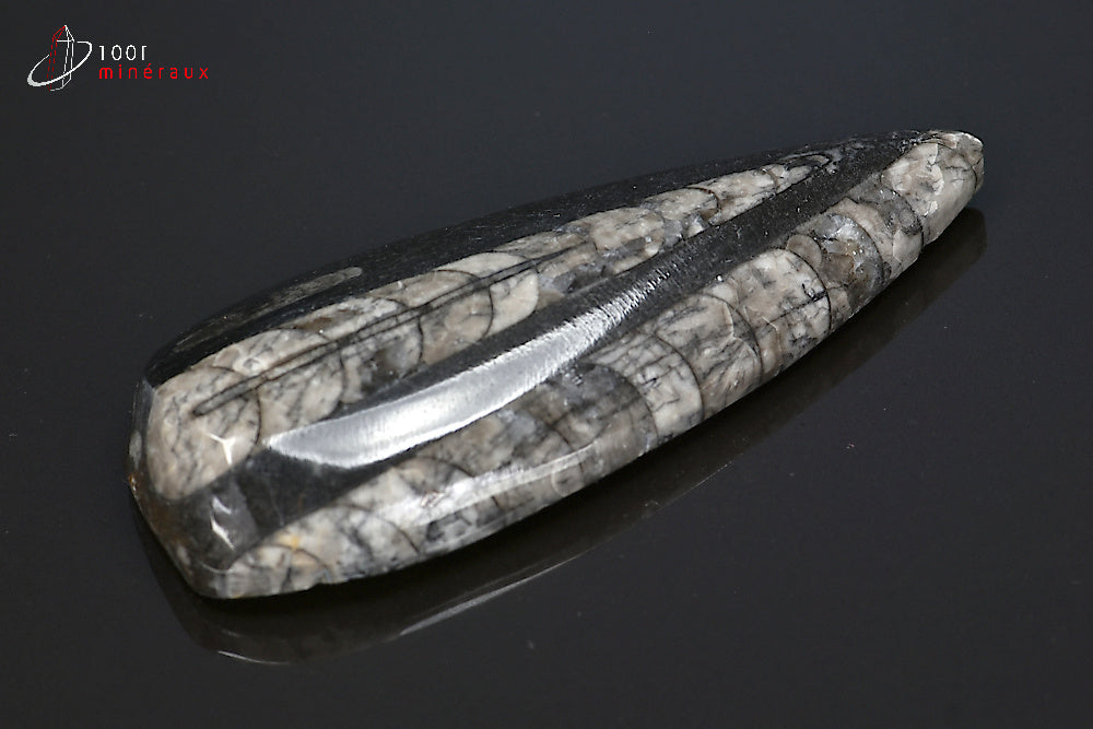 Orthocéras fossile poli noir du Maroc