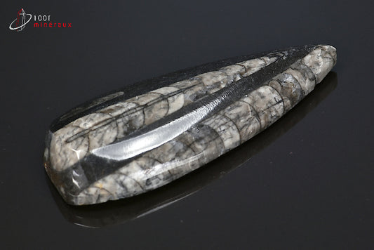 Orthocéras fossile poli noir du Maroc