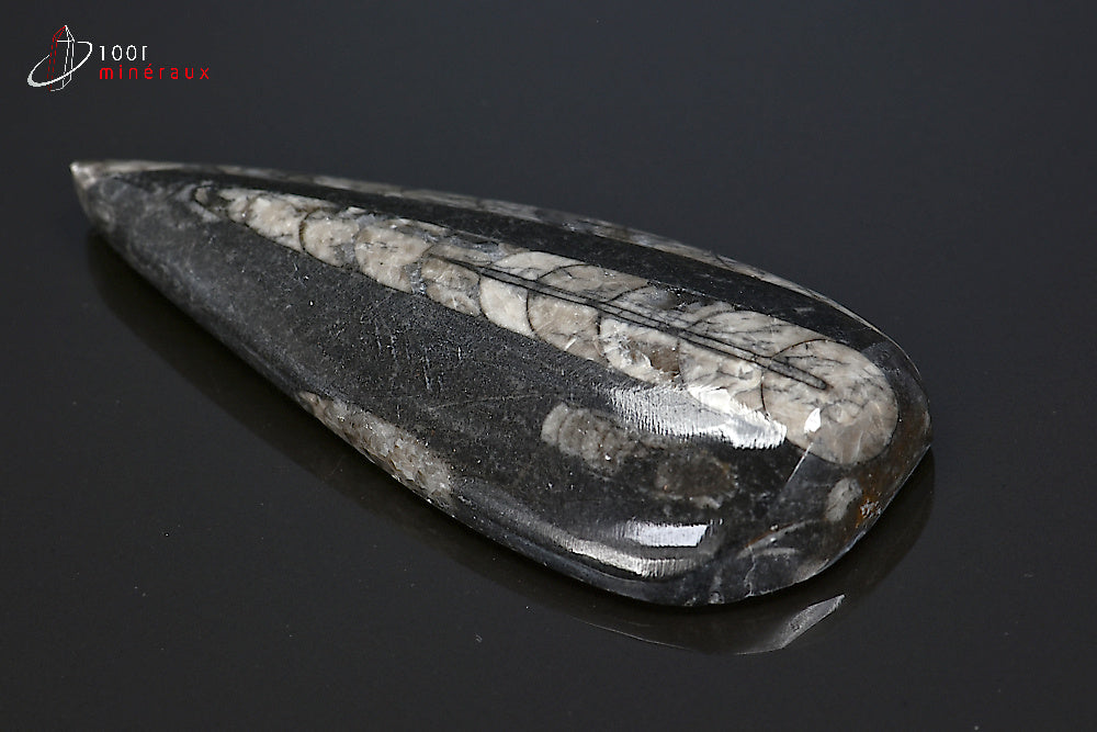 Orthocéras fossile poli noir du Maroc