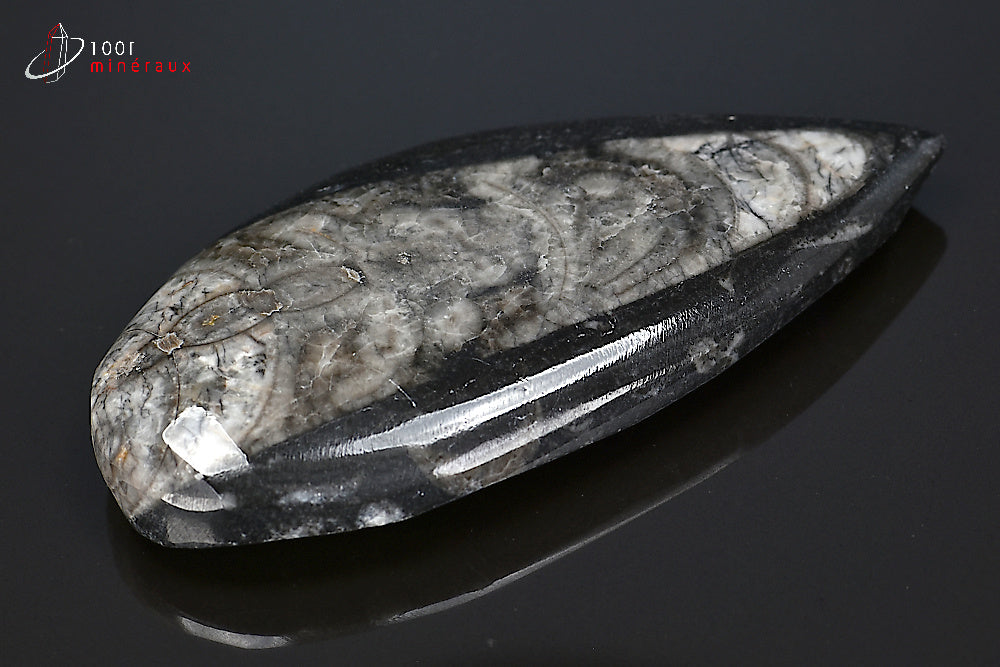 Orthocéras fossile poli noir du Maroc
