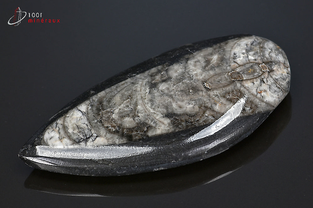 Orthocéras fossile poli noir du Maroc