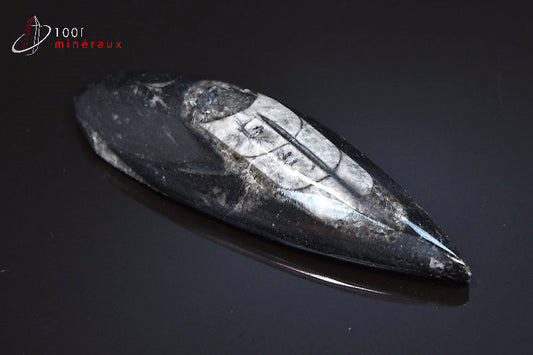 Fossile d'orthocéras poli noir du Maroc