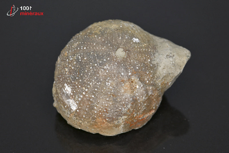 Fossile d'oursin gris du Maroc