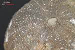Oursin fossile - Maroc - Fossiles 4,1 cm / 57g / AG467 - Vignette | 1001 minéraux