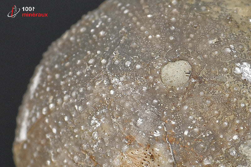 Fossile d'oursin gris du Maroc