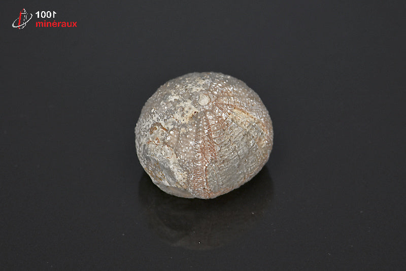 Fossile d'oursin gris du Maroc