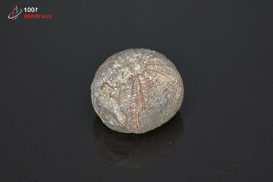 Fossile d'oursin gris du Maroc