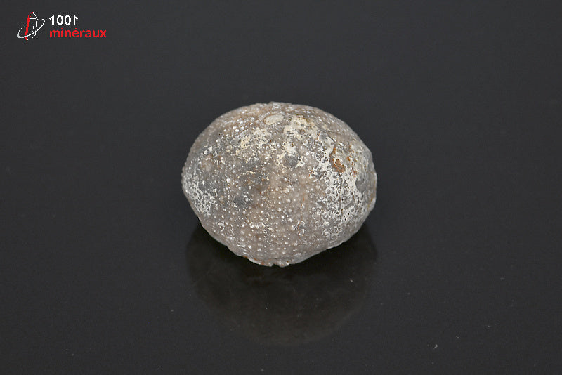 Fossile d'oursin gris du Maroc