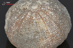 Oursin fossile - Maroc - Fossiles 2,6 cm / 16g / AG503 - Vignette | 1001 minéraux