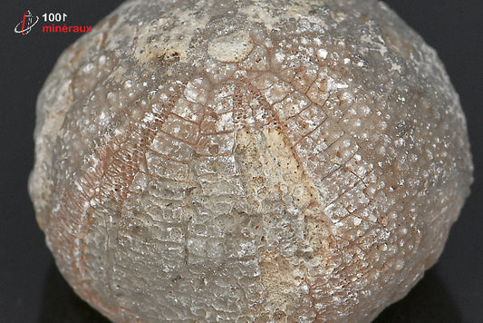 Fossile d'oursin gris du Maroc