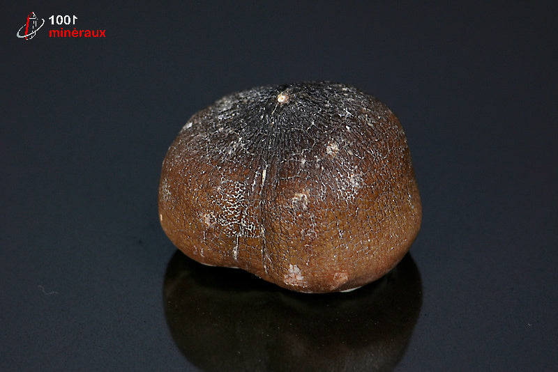 Fossile d'une dent de Mosasaurus globidens marron du Maroc