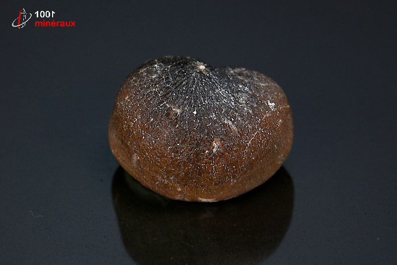 Fossile d'une dent de Mosasaurus globidens marron du Maroc