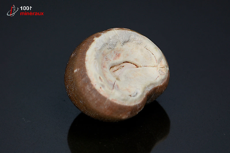 Fossile d'une dent de Mosasaurus globidens marron du Maroc